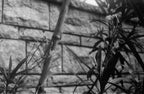 CPB ReSpool BWXX 250 | 35mm B&W Film Roll | 36 exp