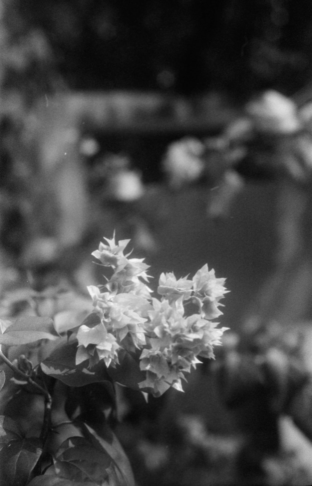 CPB ReSpool BWXX 250 | 35mm B&W Film Roll | 36 exp