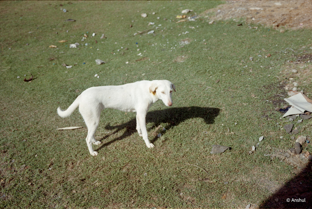 KODAK Gold 200 | Medium Format Colour Film Roll