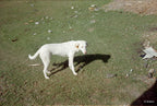 KODAK Gold 200 | Medium Format Colour Film Roll