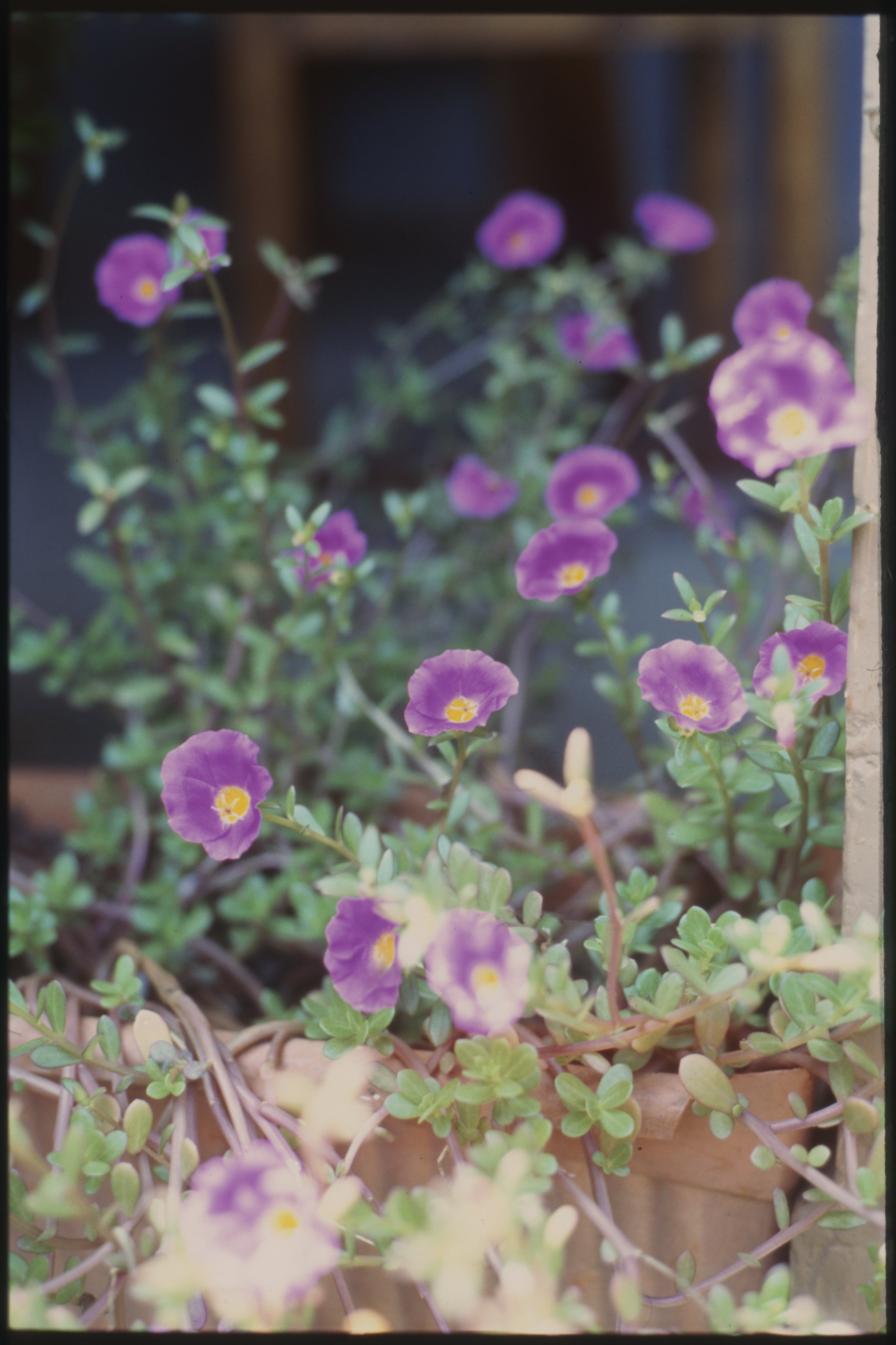 E6 Colour Positive Slide Film Processing | Scanning | Printing