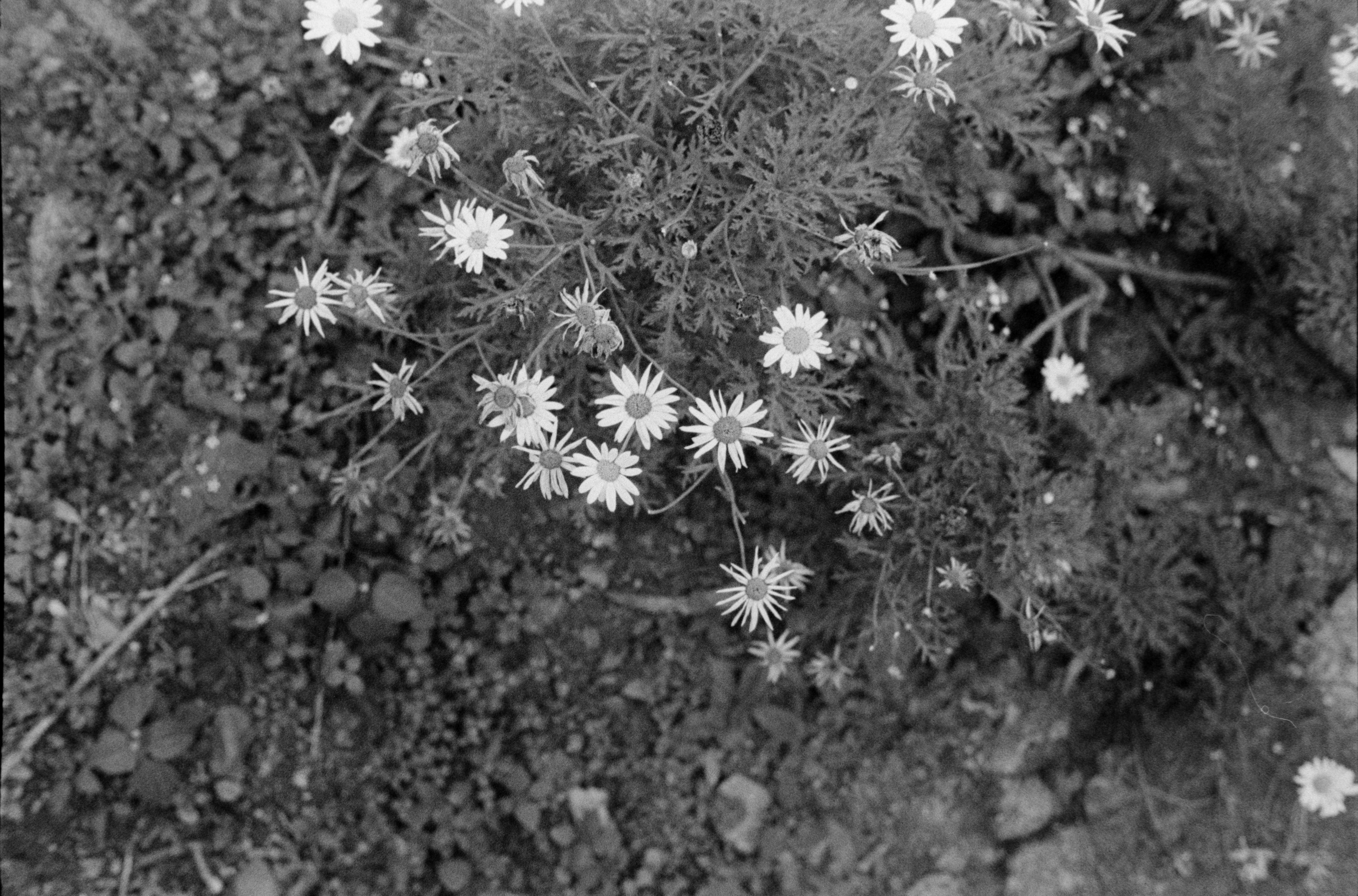 CPB ReSpool Infinity – Variable ISO | 35mm B&W Film Roll | 36 Exp | Dev Included