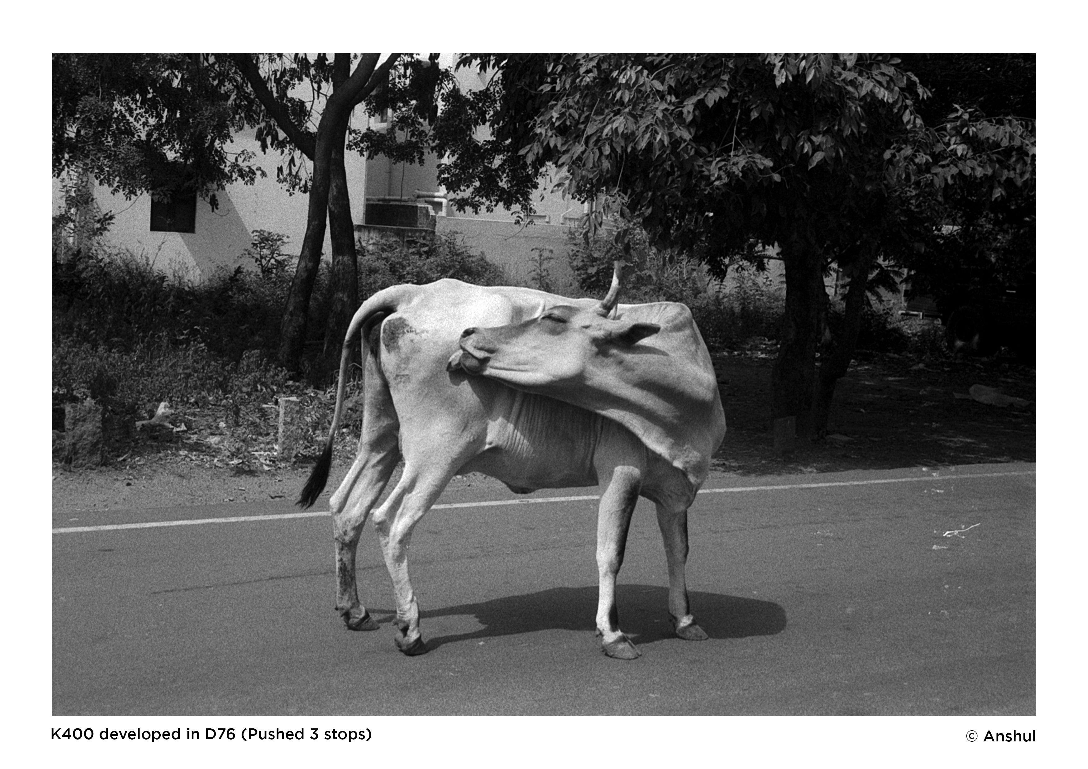Black and White Film Processing | Scanning | Printing