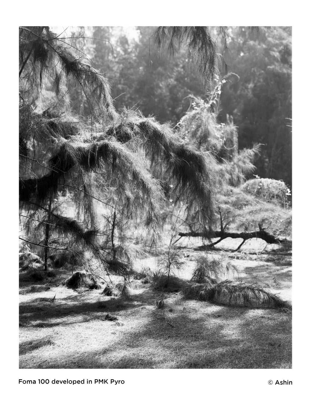 Black and White Film Processing | Scanning | Printing