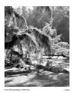Black and White Film Processing | Scanning | Printing