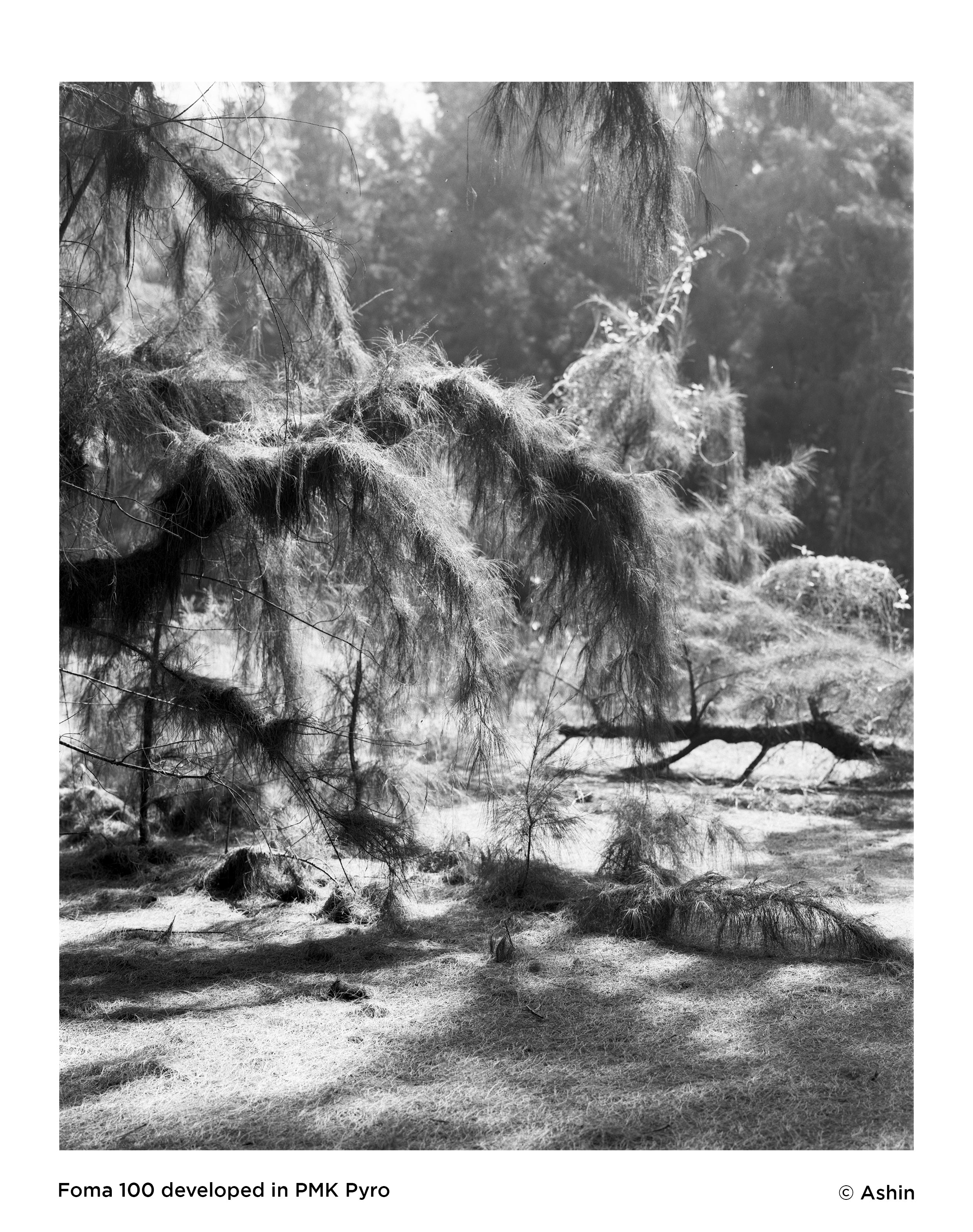 Black and White Film Processing | Scanning | Printing