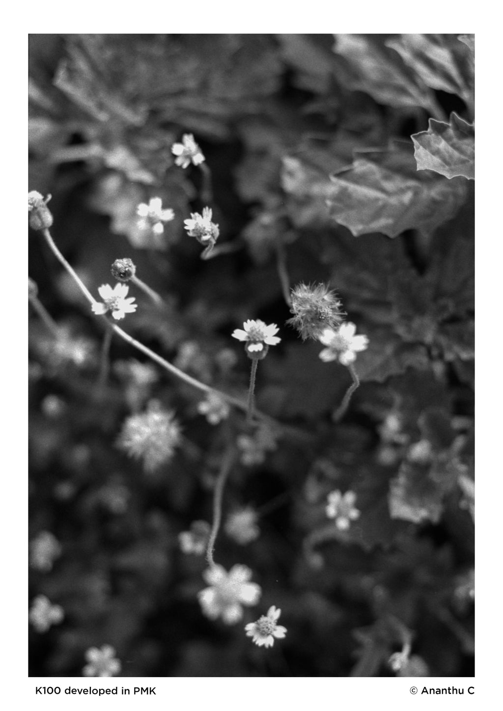 Black and White Film Processing | Scanning | Printing