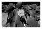 Black and White Film Processing | Scanning | Printing