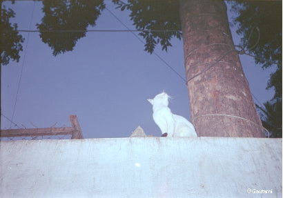 CPB ReSpool 250D | 35mm Colour Film Roll | 36 exp