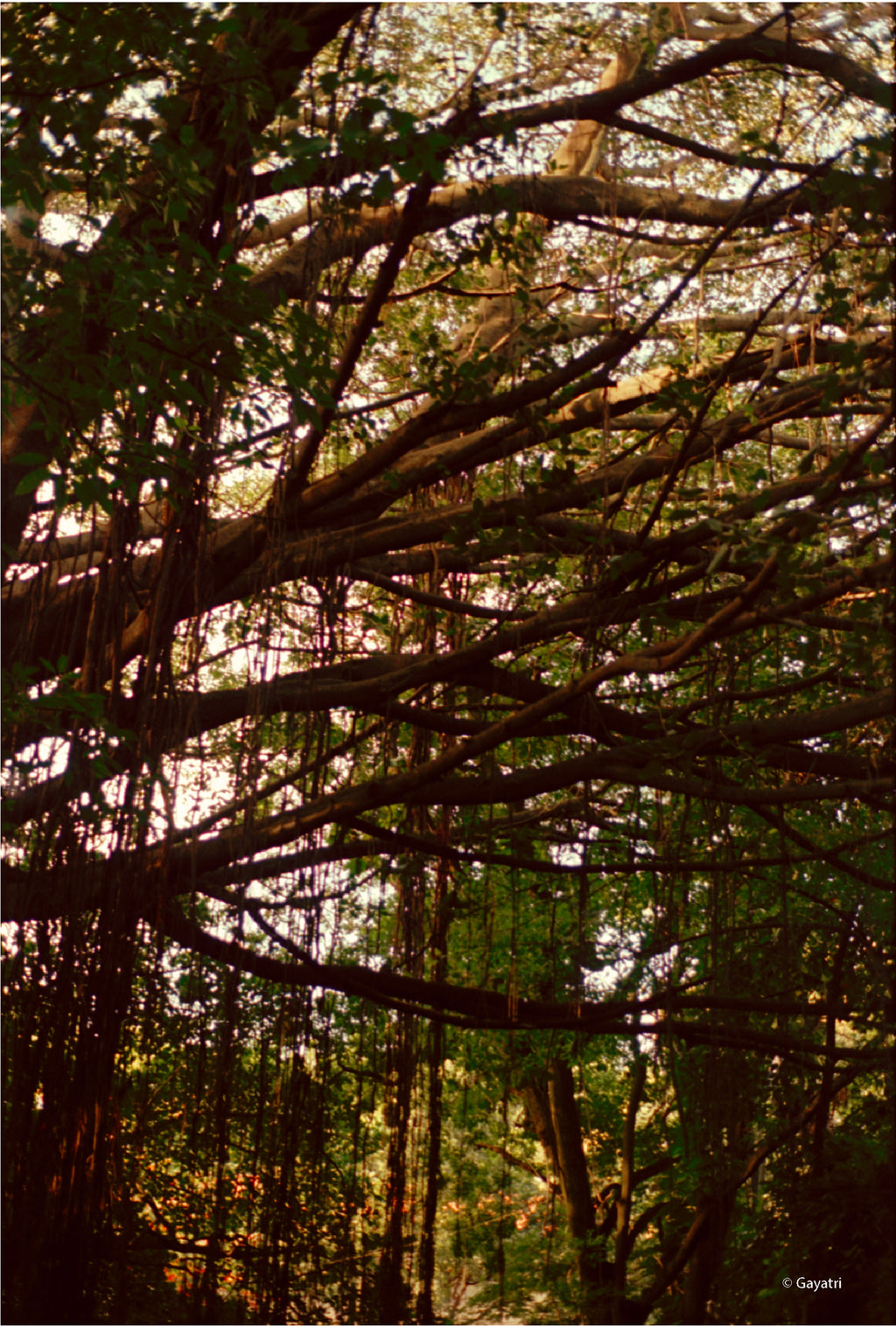 CPB ReSpool 250D | 35mm Colour Film Roll | 36 exp