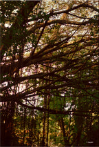 CPB ReSpool 250D | 35mm Colour Film Roll | 36 exp