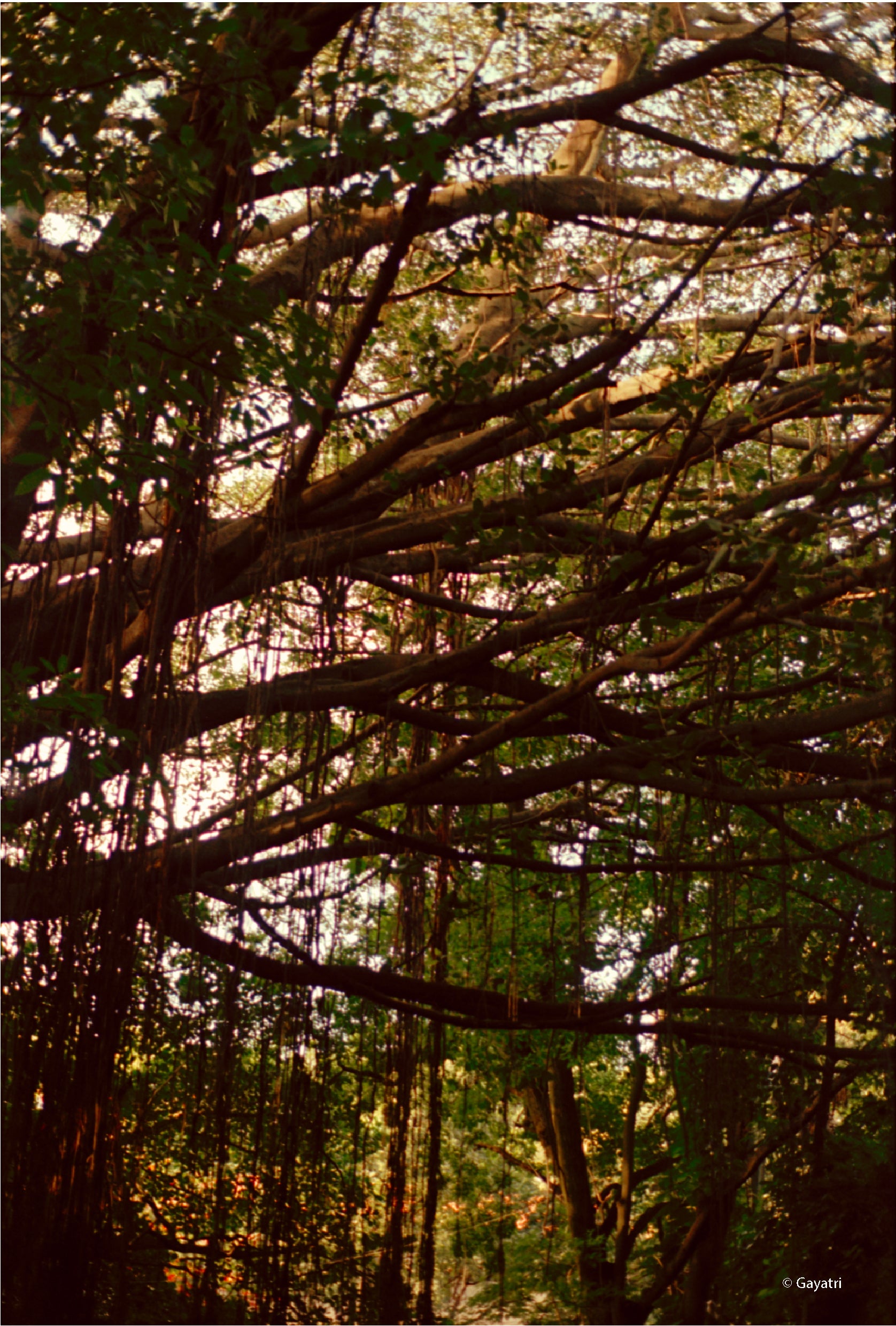 CPB ReSpool 250D | 35mm Colour Film Roll | 36 exp