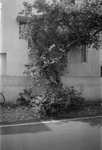 Yashika MG-2 | Point & Shoot Film Camera | Fair
