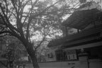 Yashika MG-2 | Point & Shoot Film Camera | Fair