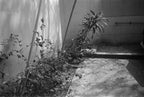 Yashika MG-2 | Point & Shoot Film Camera | Fair