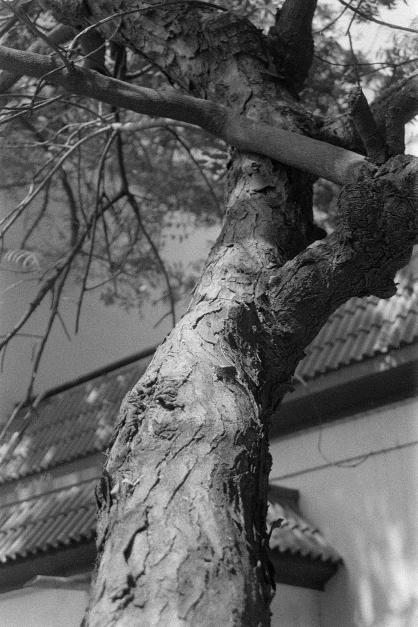 Nikon FG-20 + Nikon Series E 35mm f/2.8 | SLR Film Camera + Lens | Fair