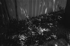 Pentax Espio 738 S | Point & Shoot Film Camera | Good
