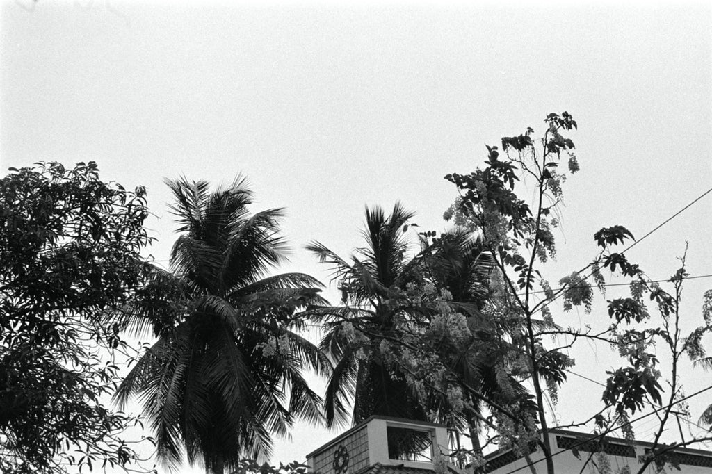 Olympus OM-2 + Olympus OM-System G.Zuiko Auto-S 50mm f/1.4 | SLR Film Camera + Lens | Excellent
