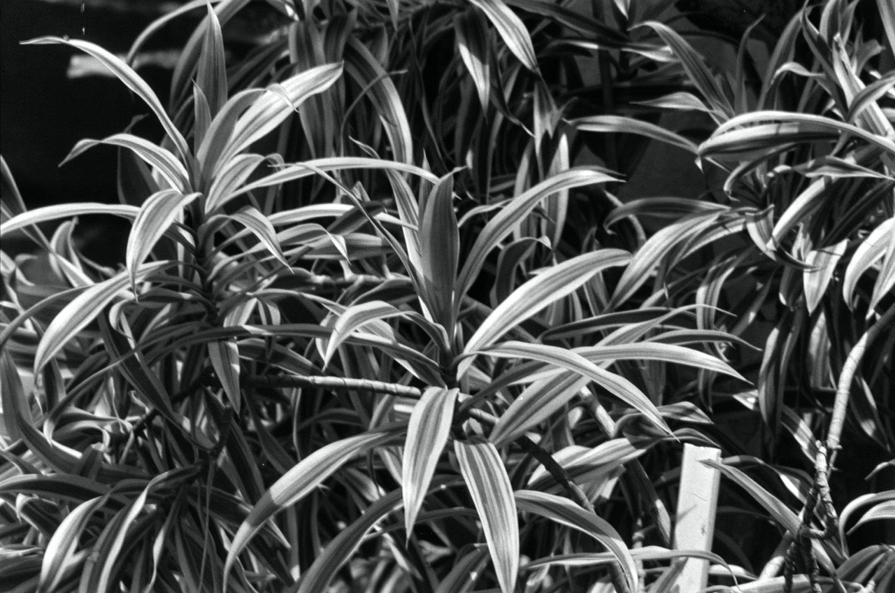 Nikon FE | SLR Film Camera | Excellent