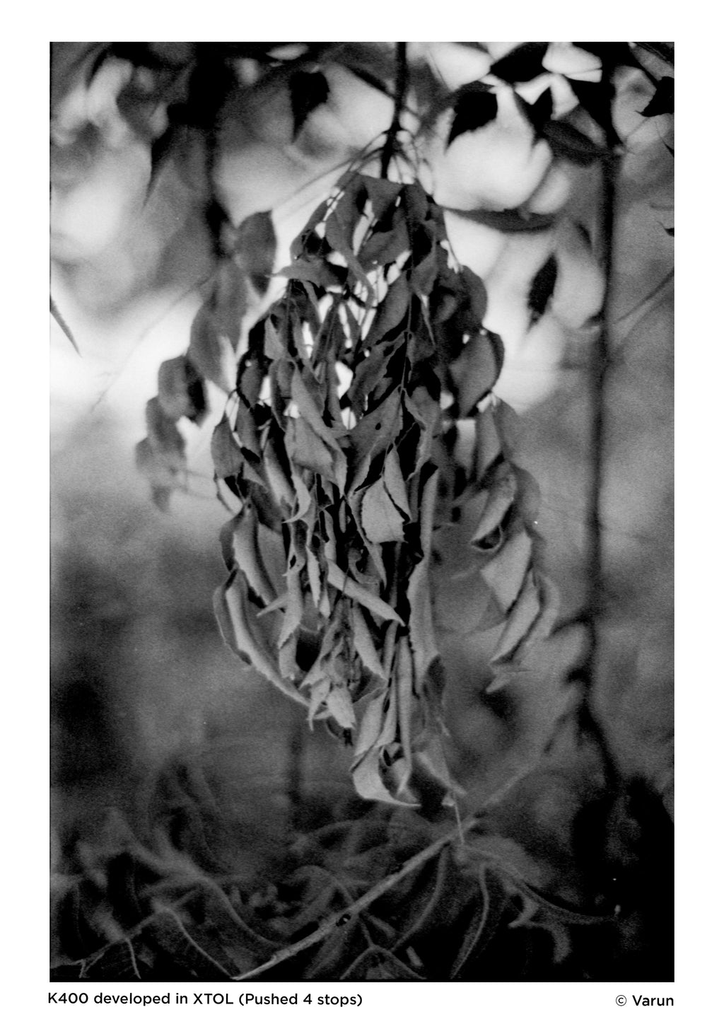 Black and White Film Processing | Scanning | Printing