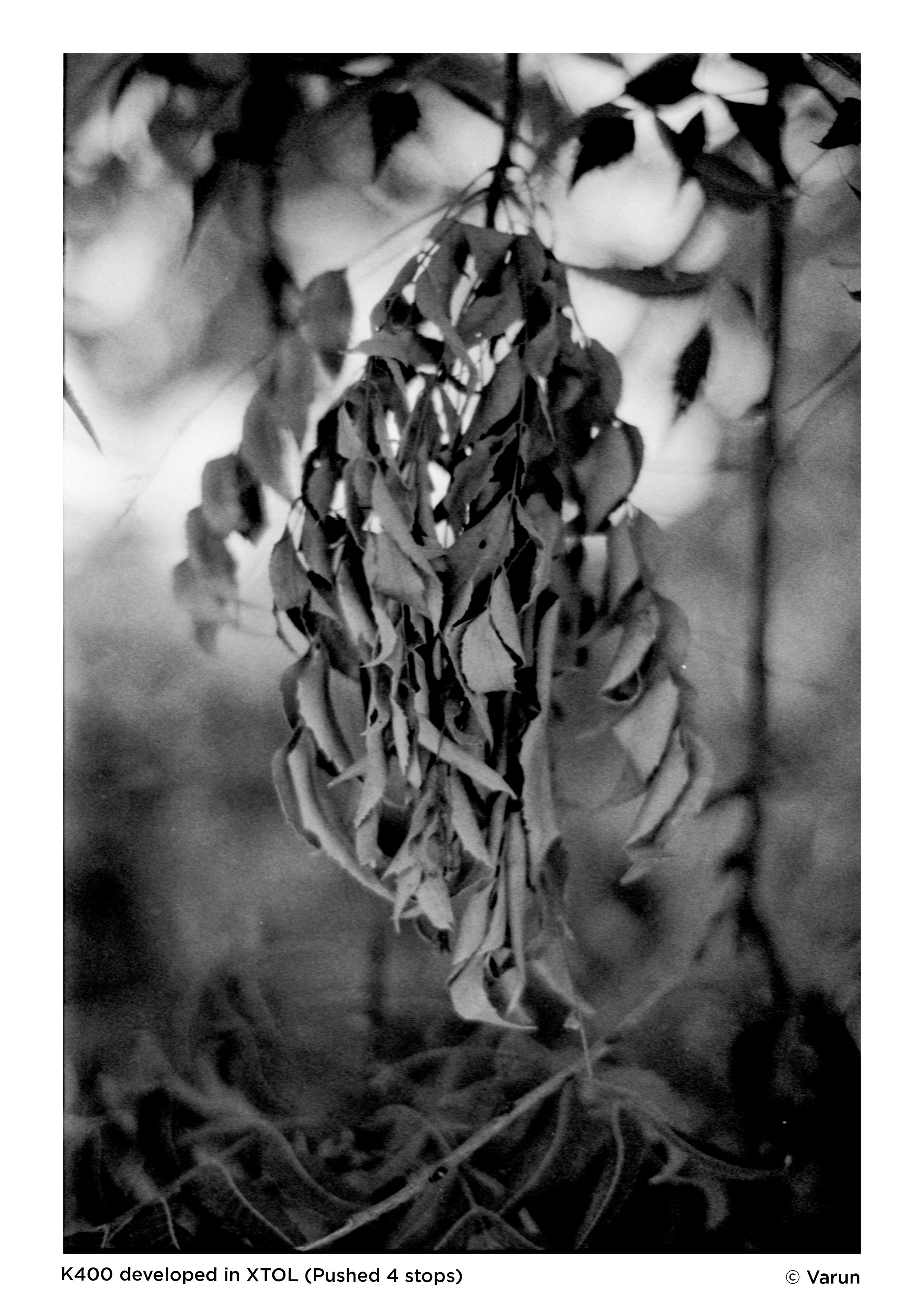 Black and White Film Processing | Scanning | Printing